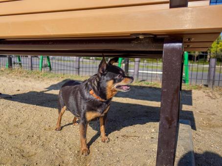 ドッグランの犬・チワワ・ミニピン 犬,わんこ,ペットの写真素材
