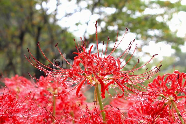 雨上がりの彼岸花 雨上がり,彼岸花,曼珠沙華の写真素材