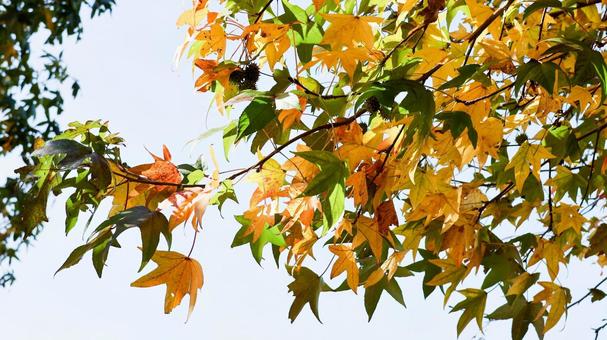 【植物の写真】モミジバフウ モミジバフウ,紅葉,紅葉葉楓の写真素材