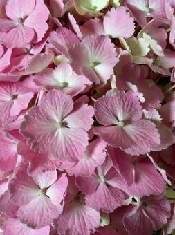 hydrangea, hydrangea, rainy season, flower, JPG