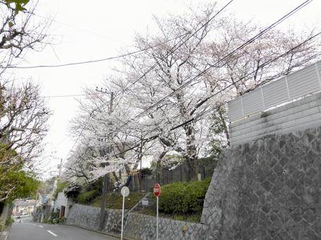 住宅地の小さな公園に連立する桜の木々 住宅地の小さな公園に連立する桜の木々 サクラ,桜の木,木の写真素材