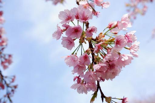 桜と青空 桜と青空の写真