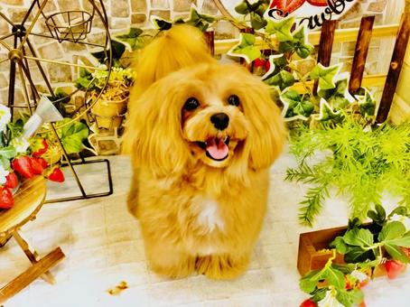 我が娘犬の写真