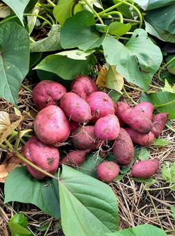 さつま芋の収穫＊秋の家庭菜園＊縦 サツマイモ,芋ほり,さつまいも掘りの写真素材