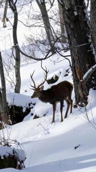冬の雪の中のエゾシカ 北海道 冬の雪の中のエゾシカ 北海道の写真