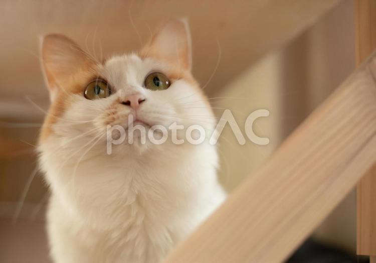 うちのミコちゃん② ねこ,かわいい,茶トラの写真素材