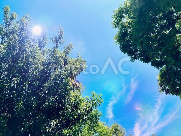 太陽と青空と木の背景、木漏れ日 木,枝,空の写真素材