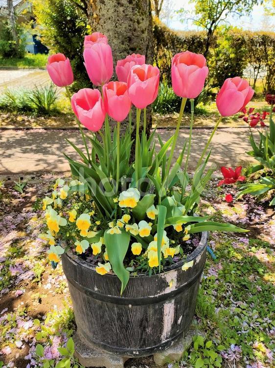 艶やかなチューリップの鉢植え1 チューリップ,tulip,鉢植えの写真素材