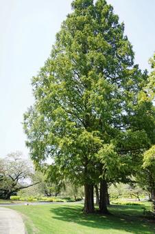 緑豊かな公園の木々 緑豊かな公園の木々 公園,木,緑の写真素材