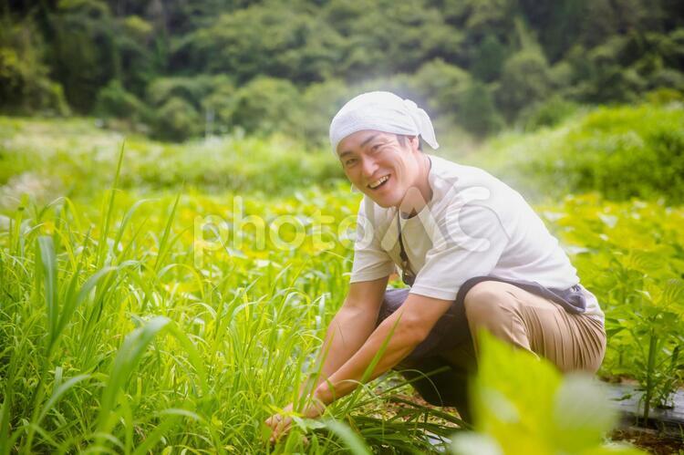 草むしりする男性 草取り,草とり,農作業の写真素材