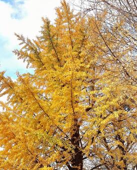 黄色い銀杏の木 イチョウ,紅葉,銀杏の写真素材