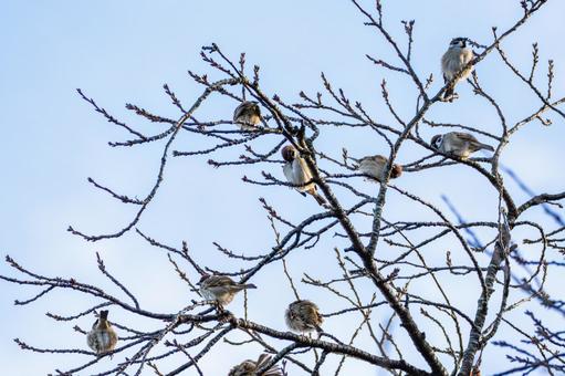スズメの若鳥(65) 鳥,スズメ,若鳥の写真素材