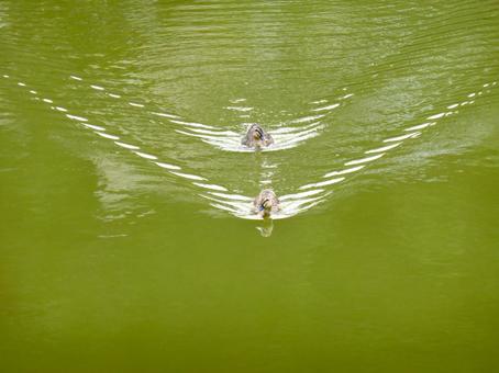 郊外の池で接近してくる二羽のカルガモ 郊外の池で接近してくる二羽のカルガモの写真