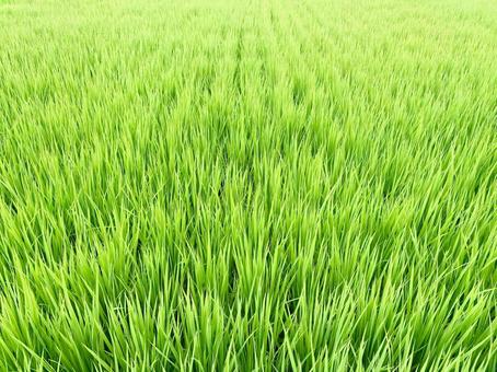 Photo, rice, plant, landscape, 