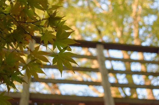 秋の始まる気配 秋,紅葉,初秋の写真素材