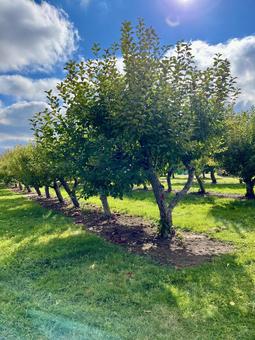 秋晴れのりんご畑 林檎畑,林檎狩り,果樹園の写真素材