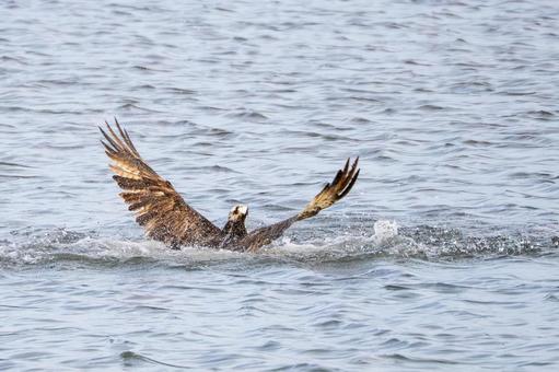 ミサゴ(144) 鳥,ミサゴ,ウオタカの写真素材