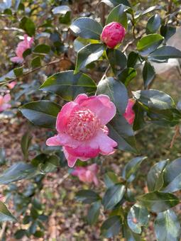 椿 椿,花,秋の写真素材