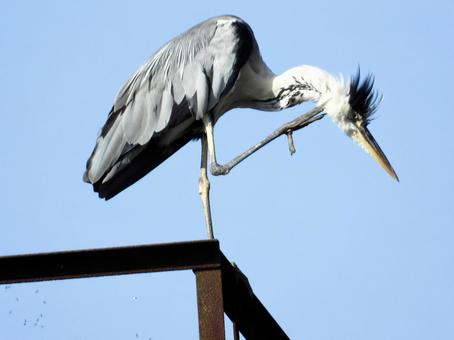 A grey heron preening on an abandoned railway line, JPG