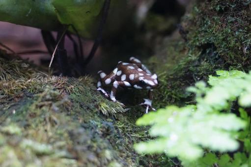 体感型カエル館 KawaZoo 体感型カエル館,kawazoo,かえるの写真素材