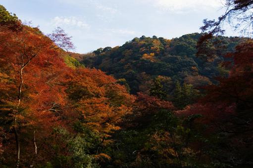 紅葉風景 紅葉風景,紅葉,箕面の写真素材