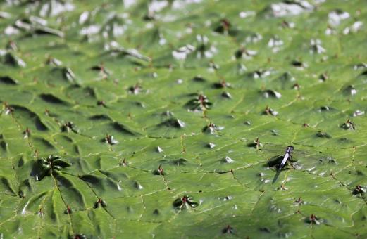 オニバスの葉で休むシオカラトンボの写真