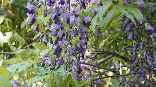 自然の藤の写真