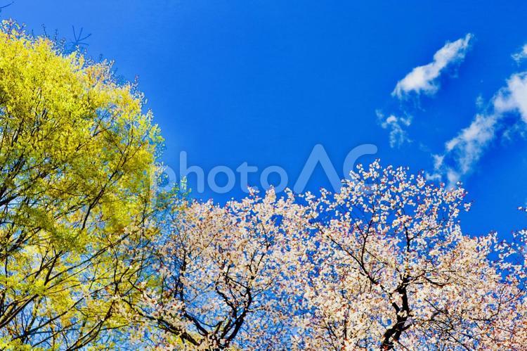 新緑と桜の大空 桜,春,空の写真素材