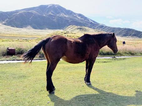 草千里で放牧されている馬 阿蘇,草千里,馬の写真素材