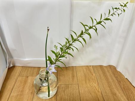 お家でいけばな桔梗と雪柳とフトイ お家でいけばな桔梗と雪柳とフトイ いけばな,桔梗,雪柳の写真素材