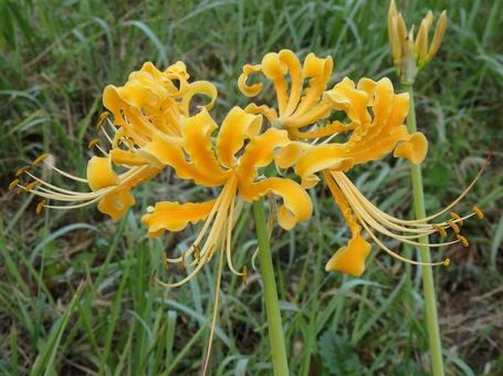 [Photo of cluster amaryllis] Scenery of cluster amaryllis blooming, JPG