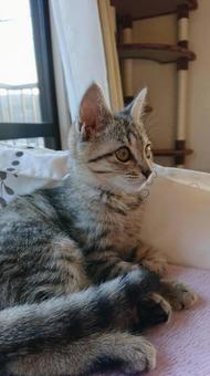 キリッ キリッ ネコ,かわいい,動物の写真素材