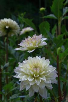 色鮮やかな大輪 色鮮やかな大輪 ダリア,花,キク科の植物の写真素材