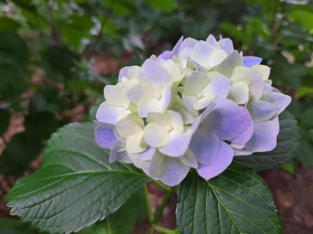 Photo, hydrangea, june, rainy season, 