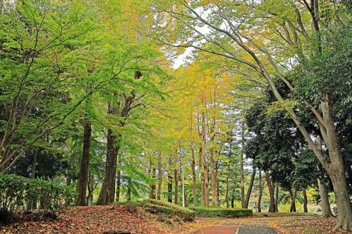 つくば市「洞峰公園」の散策路 洞峰公園,つくば市,筑波研究学園都市の写真素材