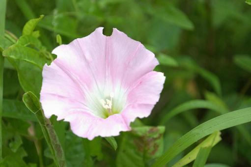 ヒルガオの花 ヒルガオの花の写真