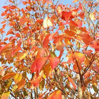 桜紅葉１ さくらもみじ,桜の葉,桜の写真素材