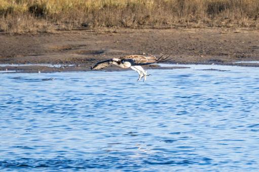 ミサゴ(86) 鳥,ミサゴ,ウオタカの写真素材