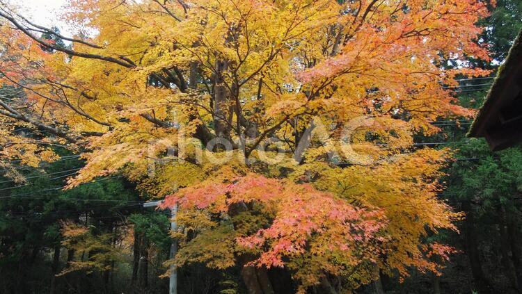 箱根の紅葉 箱根の紅葉,箱根,秋の写真素材