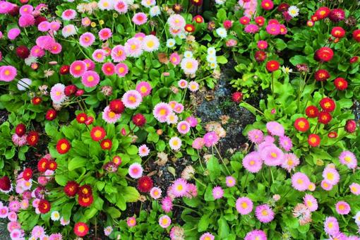 ピンクと赤な小花 ピンクと赤な小花の写真