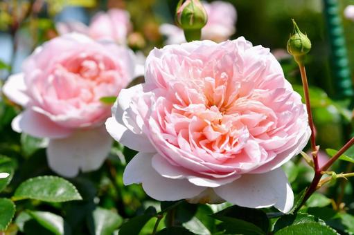 薔薇　ワイルドイブ 薔薇,ワイルドイブ,ピンクの写真素材