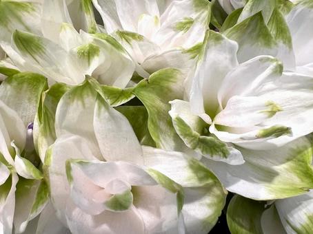 クルクマアップ クルクマアップ クルクマ,花,アップの写真素材