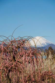 青空に映える満開の枝垂れ梅 青空に映える満開の枝垂れ梅 梅,ピンク,梅の花の写真素材