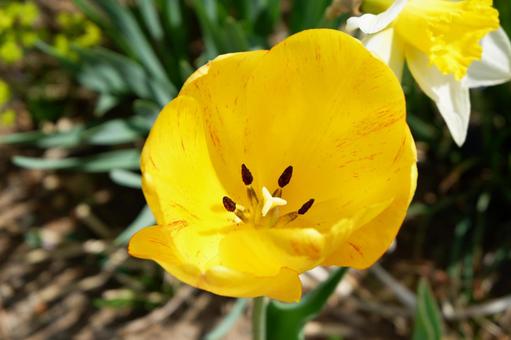 Yellow Tulips 3, JPG Yellow Tulips 3, JPG
