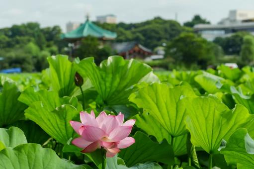 lotus, JPG lotus, JPG