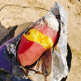 落ち葉で焼いたホクホクの焼き芋 落ち葉で焼いたホクホクの焼き芋の写真