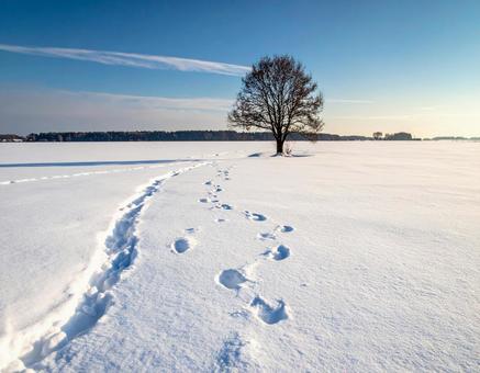 雪原の中にある一本の木3 雪原の中にある一本の木3の写真