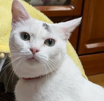 Photo, cat, eyes crisp, a pet, 