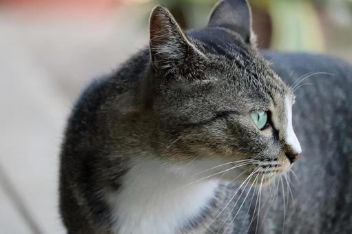 A cat looking to the side with a hunter's perspective, JPG