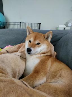 寝起きの柴犬です! 寝起きの柴犬です! 犬,シバ,柴犬の写真素材